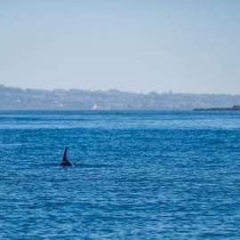 Lisbonne : safari océanique avec des biologistes marins
