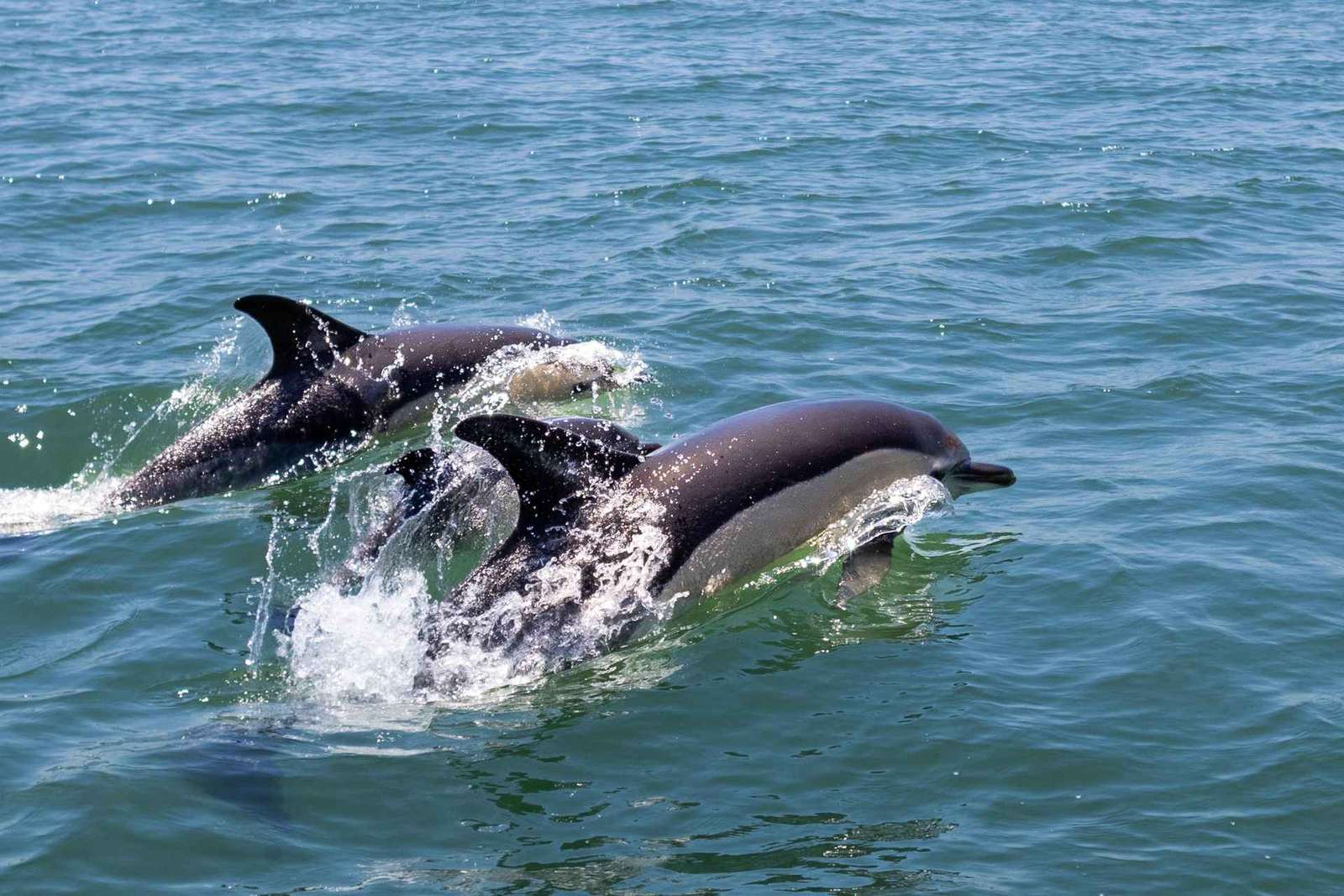 Lisbonne : Tour en bateau pour l'observation des dauphins