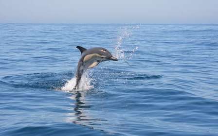 Sesimbra : Tour en bateau pour observer les dauphins avec un guide biologiste
