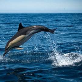 Sesimbra : Tour en bateau pour observer les dauphins de l'Arrábida avec un biologiste