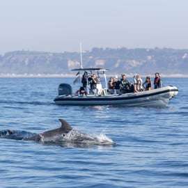 Lisbonne : Observation des dauphins avec un biologiste marin