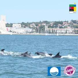 Lisbonne : Observation des dauphins avec un biologiste marin