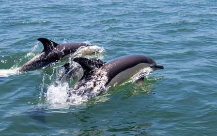 Lisbonne : Tour en bateau pour l'observation des dauphins