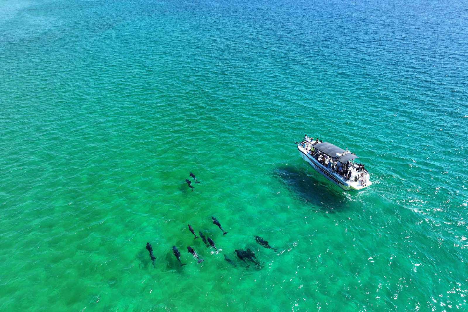 Setúbal : Tour en bateau pour l'observation des dauphins