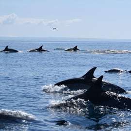 Cascais : Observation des dauphins en bateau à moteur