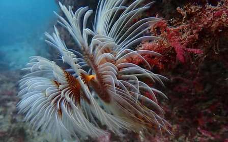 Sesimbra : expérience de plongée sous-marine avec photos incluses