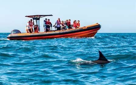Cascais : Observation des dauphins