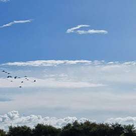 Lisbonne : Tour en bateau pour l'observation des oiseaux dans la réserve naturelle de l'estuaire du Tage