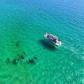 Setúbal : Tour en bateau pour l'observation des dauphins