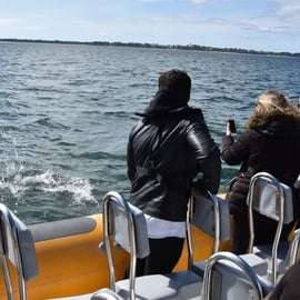 Setúbal et Tróia : Observation des dauphins et baies d'Arrábida