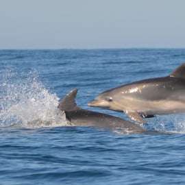 Sesimbra : Tour en bateau pour observer les dauphins avec un guide biologiste