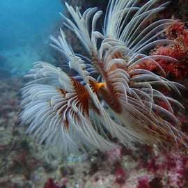 Sesimbra : expérience de plongée sous-marine avec photos incluses