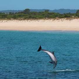 Setúbal : Observation des dauphins
