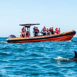 Cascais : Observation des dauphins