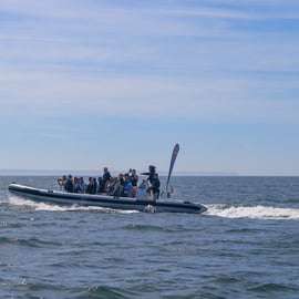 Lisbonne : Tour en bateau pour l'observation des dauphins