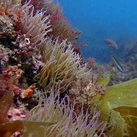 Sesimbra : expérience de plongée sous-marine avec photos incluses