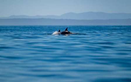 Lisbonne : safari océanique avec des biologistes marins