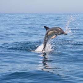 Sesimbra : Tour en bateau pour observer les dauphins avec un guide biologiste