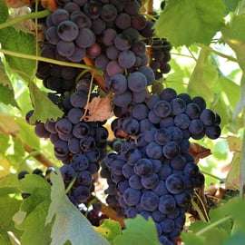 Visite privée de dégustation de vins de la région de Setúbal à Lisbonne