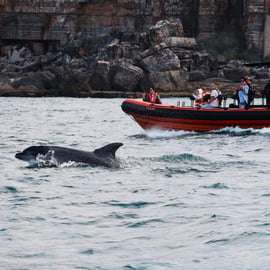 Cascais : Observation des dauphins