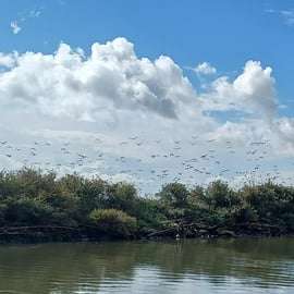 Lisbonne : Tour en bateau pour l'observation des oiseaux dans la réserve naturelle de l'estuaire du Tage