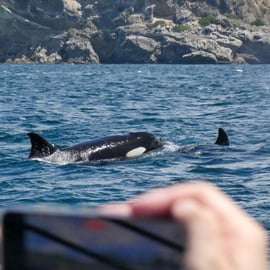 Sesimbra : Tour en bateau pour observer les dauphins de l'Arrábida avec un biologiste