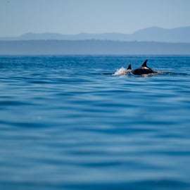 Lisbonne : safari océanique avec des biologistes marins