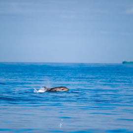 Lisbonne : safari océanique avec des biologistes marins