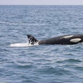 Sesimbra : Tour en bateau pour observer les dauphins avec un guide biologiste