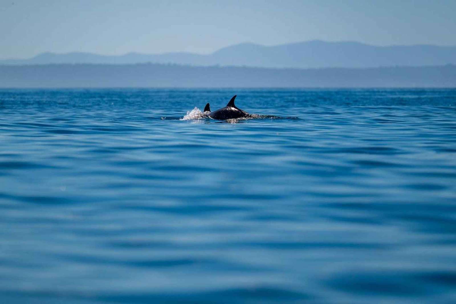Lisbonne : safari océanique avec des biologistes marins