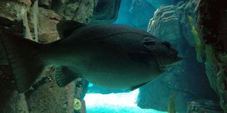 Oceanarium de Lisbonne