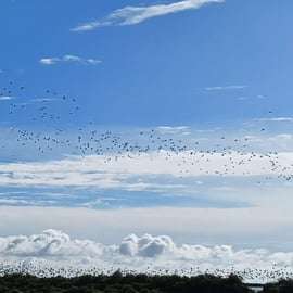 Lisbonne : Tour en bateau pour l'observation des oiseaux dans la réserve naturelle de l'estuaire du Tage