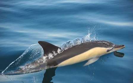 Setúbal : Tour en bateau pour l'observation des dauphins