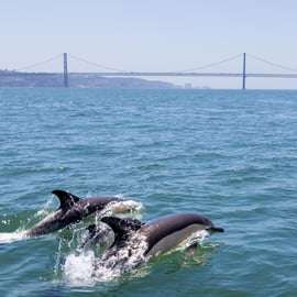 Lisbonne : Tour en bateau pour l'observation des dauphins
