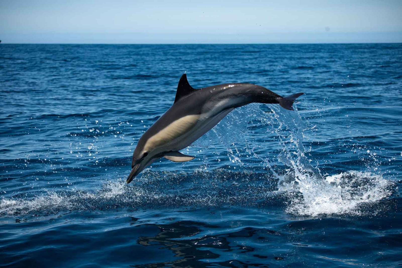 Sesimbra : Tour en bateau pour observer les dauphins de l'Arrábida avec un biologiste