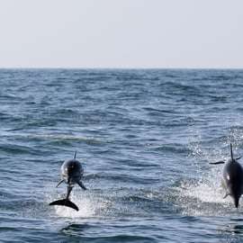 Cascais : Observation des dauphins en bateau à moteur