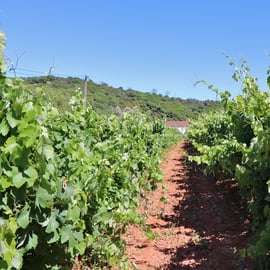 Visite privée de dégustation de vins de la région de Setúbal à Lisbonne