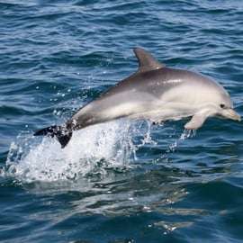 Cascais : Observation des dauphins en bateau à moteur