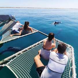Setúbal : Observation des dauphins