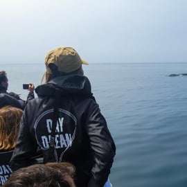 Sesimbra : Tour en bateau pour observer les dauphins de l'Arrábida avec un biologiste