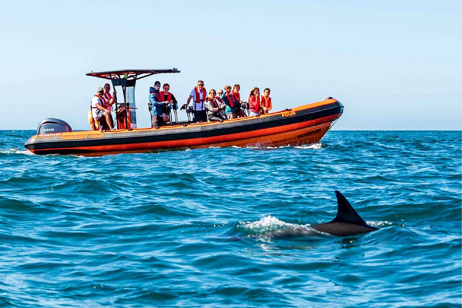 Cascais : Observation des dauphins
