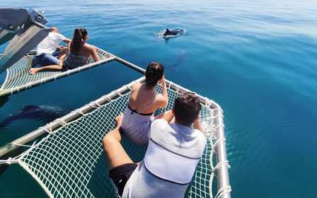 Setúbal : Observation des dauphins
