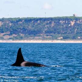 Lisbonne : Observation des dauphins avec un biologiste marin