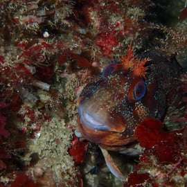 Sesimbra : expérience de plongée sous-marine avec photos incluses