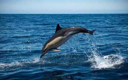 Sesimbra : Tour en bateau pour observer les dauphins de l'Arrábida avec un biologiste