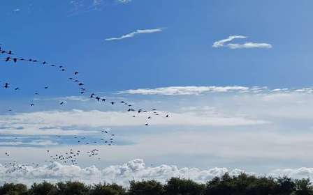 Lisbonne : Tour en bateau pour l'observation des oiseaux dans la réserve naturelle de l'estuaire du Tage