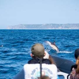 Sesimbra : Tour en bateau pour observer les dauphins de l'Arrábida avec un biologiste