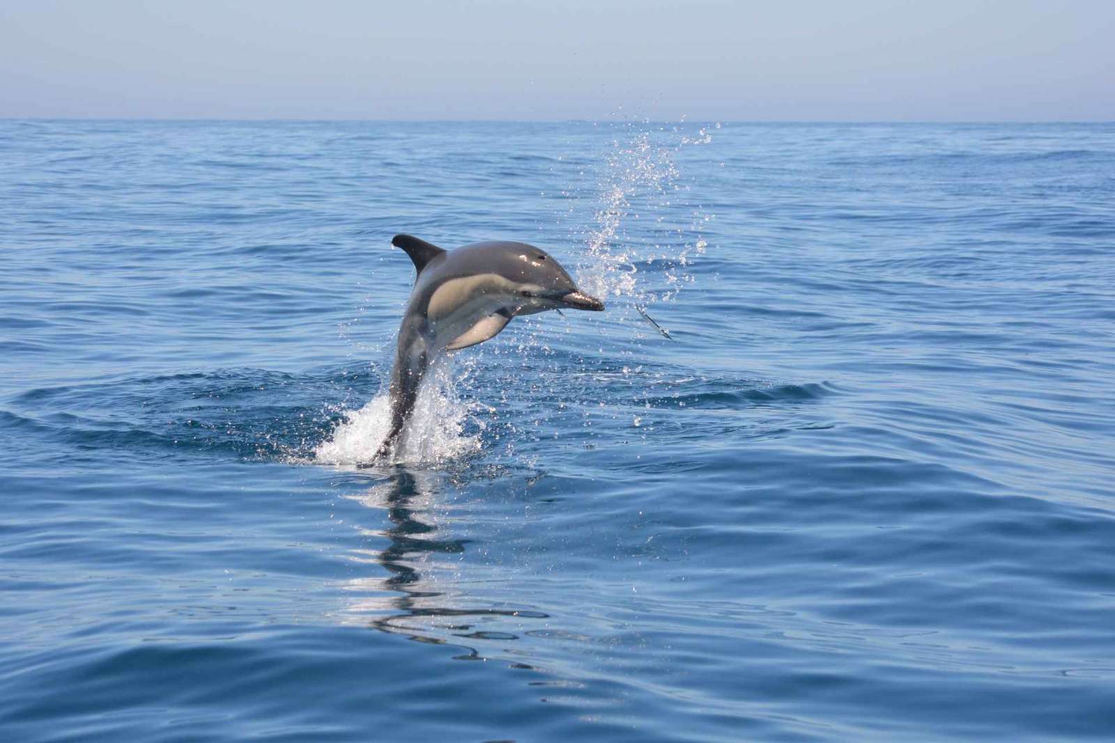 Sesimbra : Tour en bateau pour observer les dauphins avec un guide biologiste