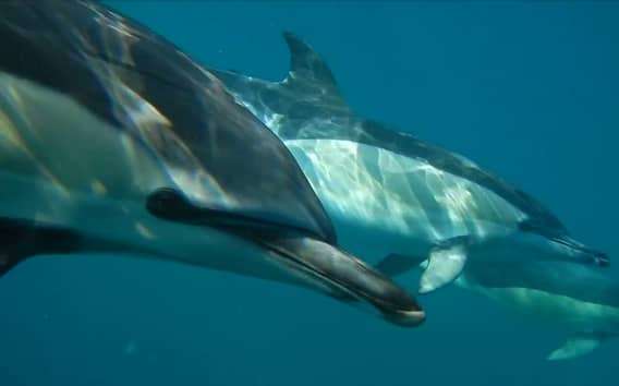Lisbonne : Observation des dauphins avec un biologiste marin
