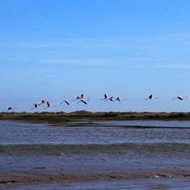 Lisbonne : Tour en bateau pour l'observation des oiseaux dans la réserve naturelle de l'estuaire du Tage